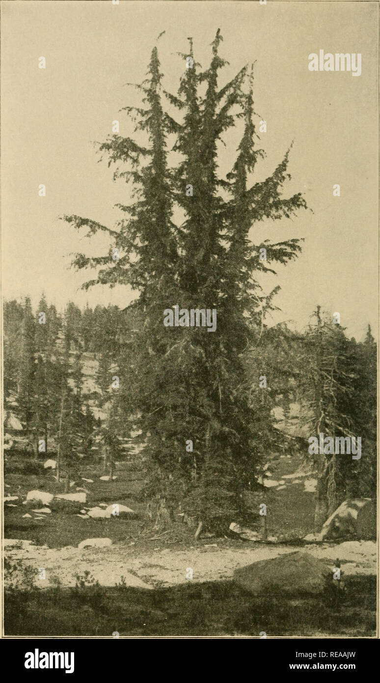 . Cone-bearing trees of the California mountains. Conifers; Trees. M O U X T A I X - H E :I L O C K Tsuga mertensiana A group of young trees. Please note that these images are extracted from scanned page images that may have been digitally enhanced for readability - coloration and appearance of these illustrations may not perfectly resemble the original work.. Chase, J. Smeaton (Joseph Smeaton), b. 1864. Chicago, A. C. McClurg &amp; Co. Stock Photo