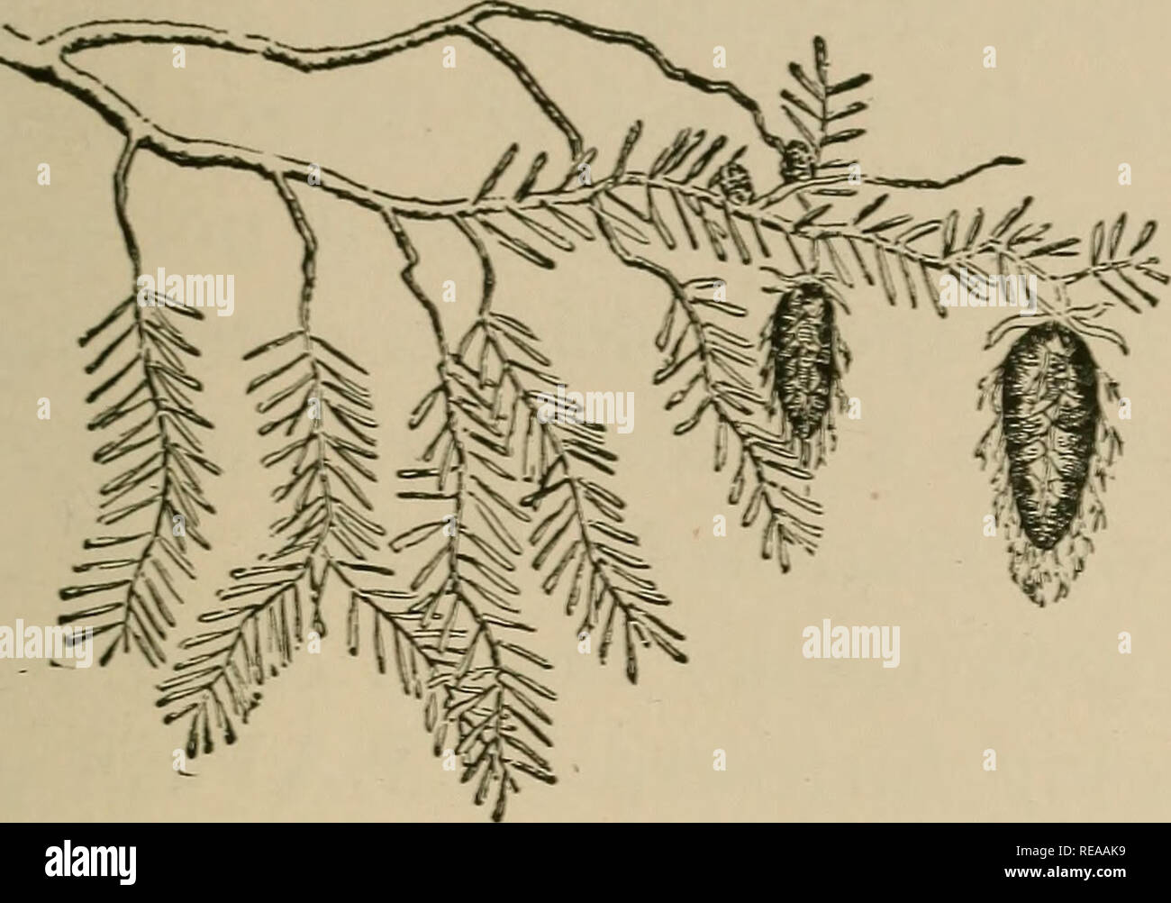Slender tall spruce trees hi-res stock photography and images - Alamy