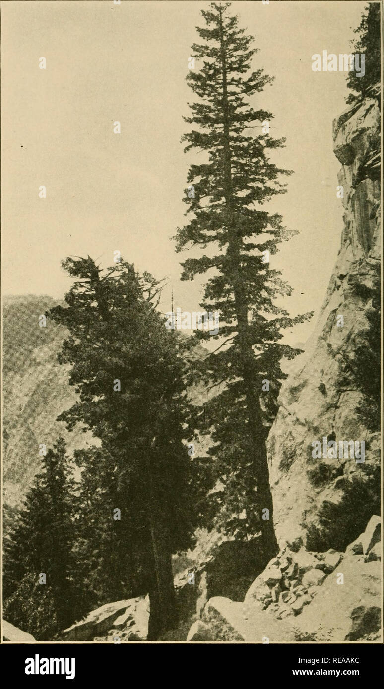 . Cone-bearing trees of the California mountains. Conifers; Trees. D () U G L A S - S P R U C E Pseudotsuga taxifolia. Please note that these images are extracted from scanned page images that may have been digitally enhanced for readability - coloration and appearance of these illustrations may not perfectly resemble the original work.. Chase, J. Smeaton (Joseph Smeaton), b. 1864. Chicago, A. C. McClurg &amp; Co. Stock Photo