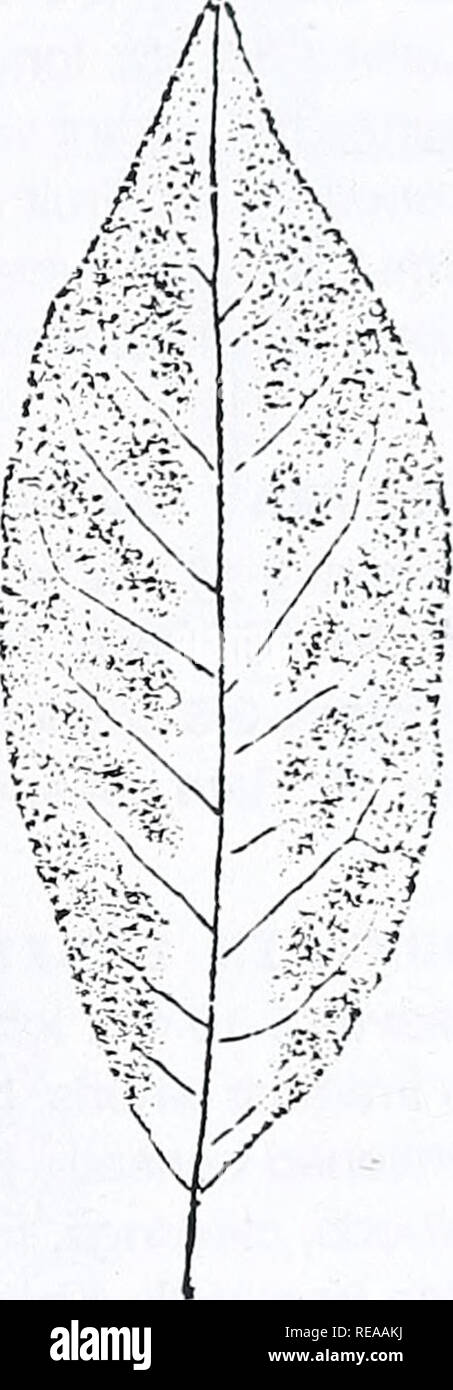 . Concord area trees and shrubs. Botany; Trees; Shrubs. ELAEAGNUS ALTERNATELEAF DCX3WOOD 73. Please note that these images are extracted from scanned page images that may have been digitally enhanced for readability - coloration and appearance of these illustrations may not perfectly resemble the original work.. Angelo, Ray, 1948-; Angelo, Ray, 1948-. Cambridge, Mass. : Concord Field Station, Museum of Comparative Zoology, Harvard University Stock Photo