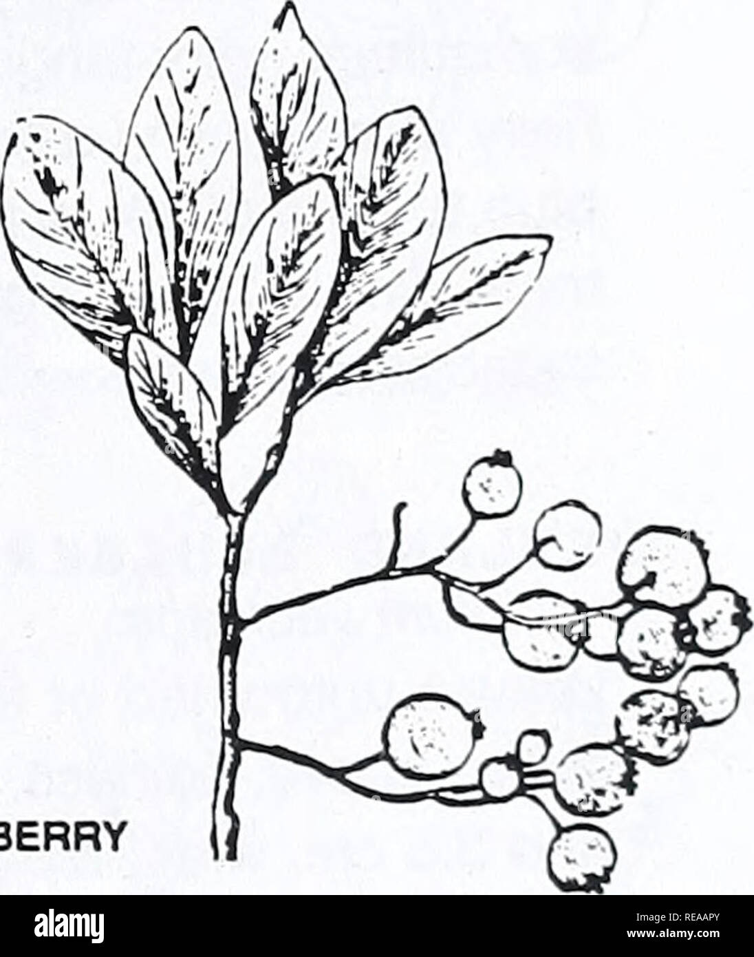 . Concord area trees and shrubs. Botany; Trees; Shrubs. DWARF HUCKLEBERRY DANGLEBERRY. Please note that these images are extracted from scanned page images that may have been digitally enhanced for readability - coloration and appearance of these illustrations may not perfectly resemble the original work.. Angelo, Ray, 1948-; Angelo, Ray, 1948-. Cambridge, Mass. : Concord Field Station, Museum of Comparative Zoology, Harvard University Stock Photo