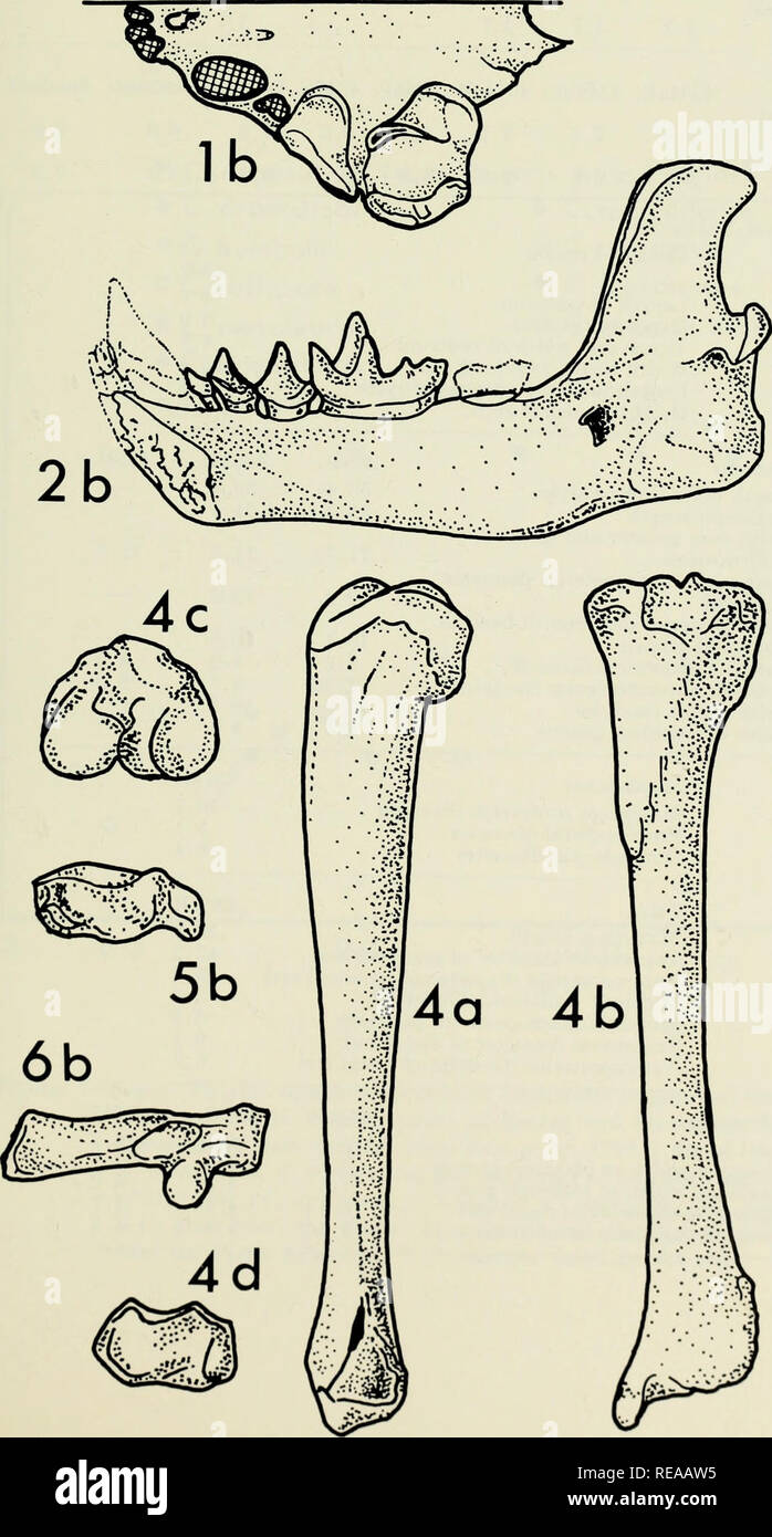 Conepatus hires stock photography and images Alamy