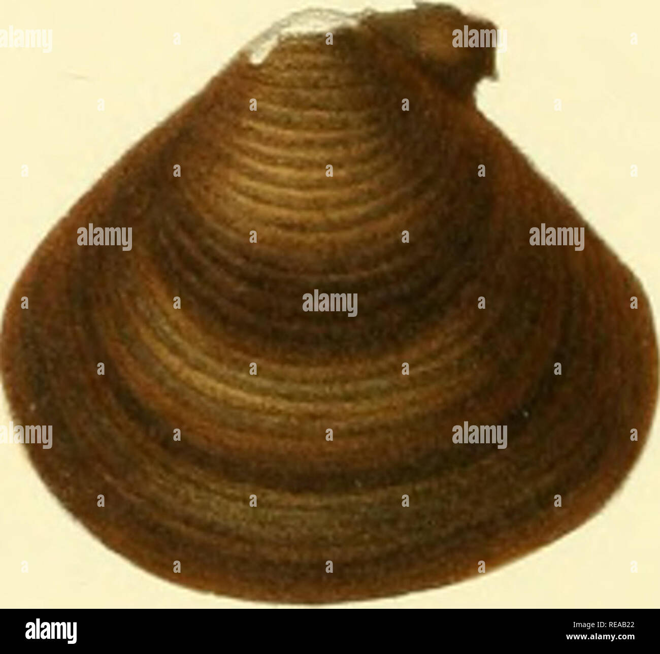 Heude hires stock photography and images Alamy