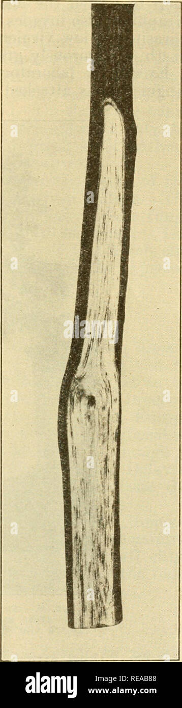 . The Dutch elm disease. THE DUTCH ELM DISEASE purpose; and since the seriousness of the Dutch ehn disease in Europe has been realized, no sucli permits even have been issued. No imported ehns have been known to come to the Ohio region from Europe since tlie disease was discovered in the Xetherhmds. THE CAUSAL ORGANISM Graflimm uhni^ the fungus causing the Dutch elm disease, is closely related to some of the organisms that produce blue stains in the wood of pine, gum, and other trees. In from three to seven days the fungus grows out from small pieces of diseased sapwood planted in potato-dextr Stock Photo