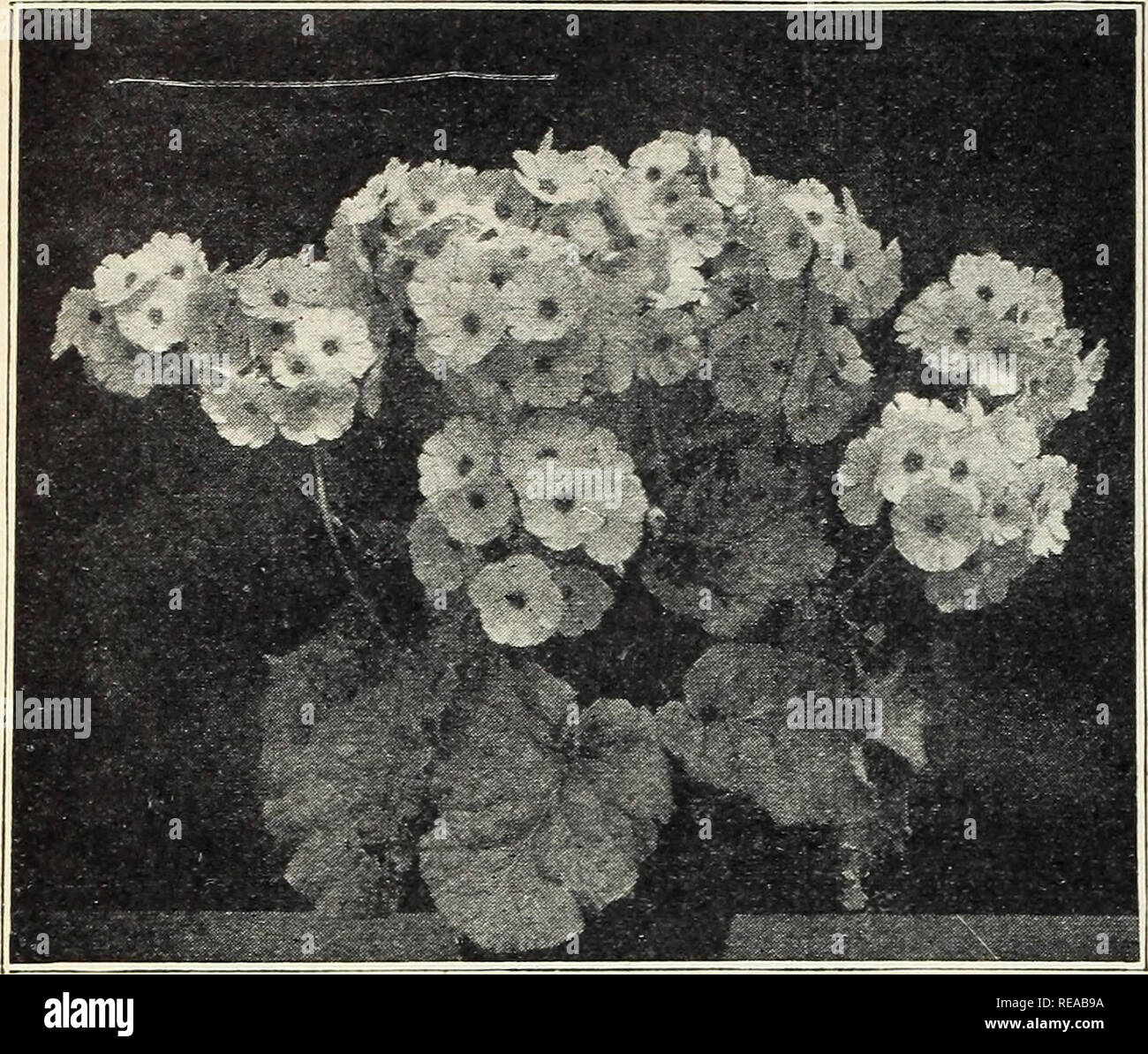 . Dutch bulbs for spring blooming. Seeds Catalogs; Flowers Seeds Catalogs; Bulbs (Plants) Seeds Catalogs; Nurseries (Horticulture) Catalogs. 32 Florists' Price List — Fall 1928 — The W. W. Barnard Co., 3942 S. Federal St., Chicago. PRIMULA FRINGED CHINESE PRIMROSES Chiswick Red Rose T. Pkt. Crimson King- True Blue Salmon White Pink Separate Colors....$0.75 Mixed Fringed 0.50 PRIMULA. OBCONICA VARIETIES (Arend's Strain— Grandiflora Alba „ 75 Apple Blossom 75 Kermesina, Crimson „ 75 Rosea 75 Pure White 75 Obconica, mixed 75 Fire Queen 75 Gigantea Apple Blossom 1.00 Kermesina 1.00 Rosea - 1.00 Mi Stock Photo