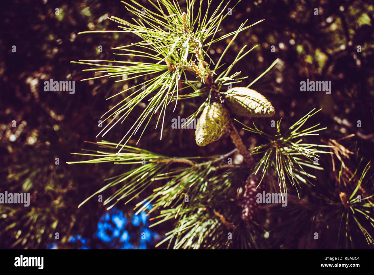Pine cones. Cones on pine branches and sunlight. Stock Photo