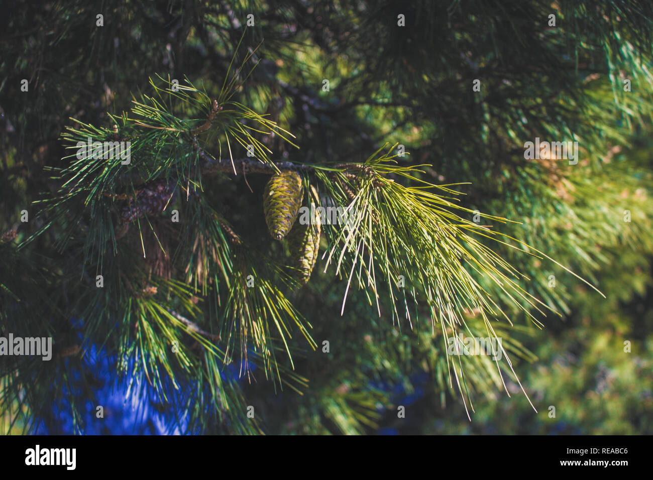 Pine cones. Cones on pine branches and sunlight. Stock Photo