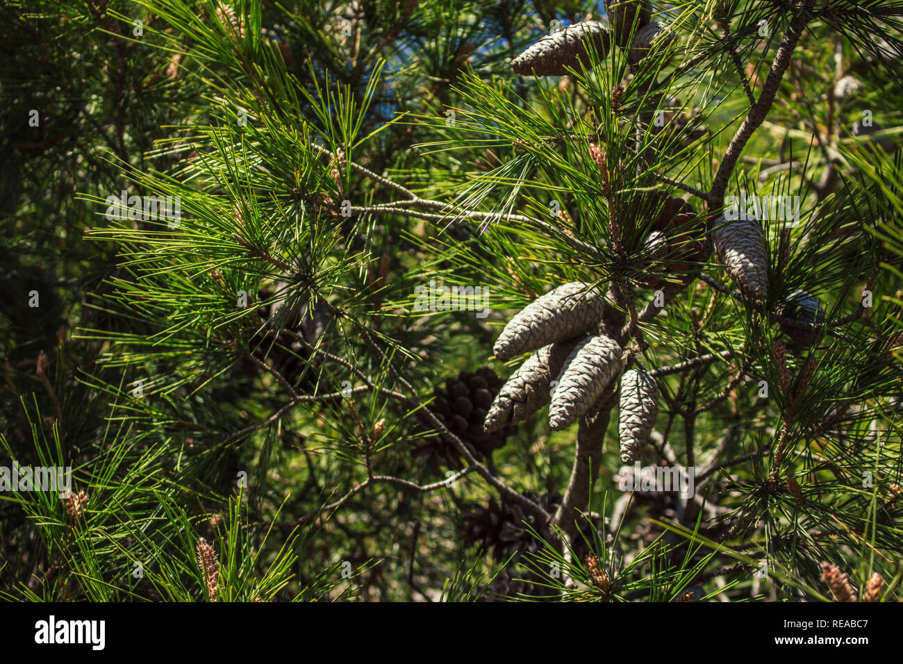 Pine cones. Cones on pine branches and sunlight. Stock Photo