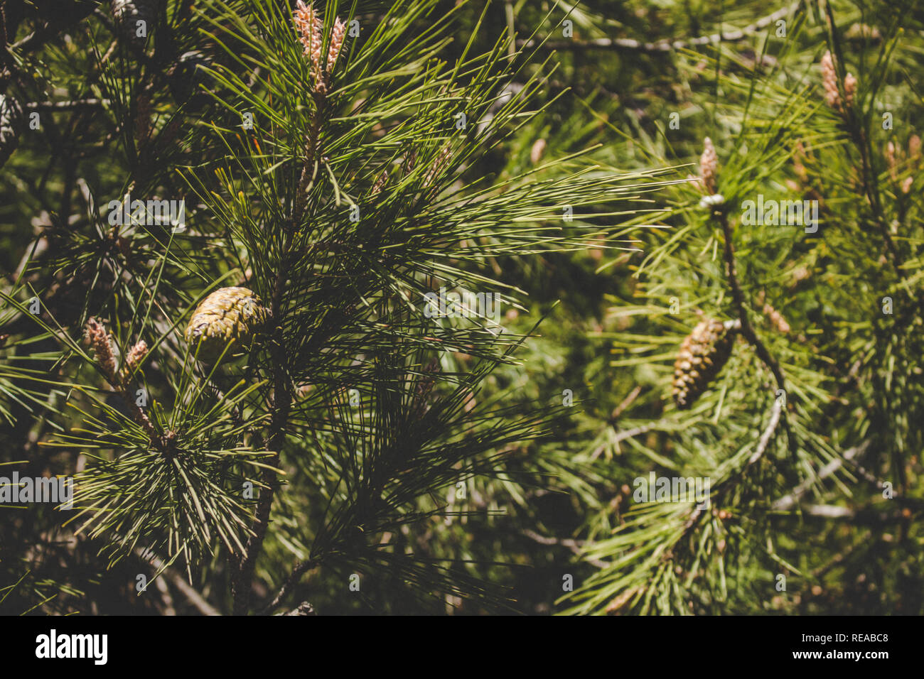Pine cones. Cones on pine branches and sunlight. Stock Photo