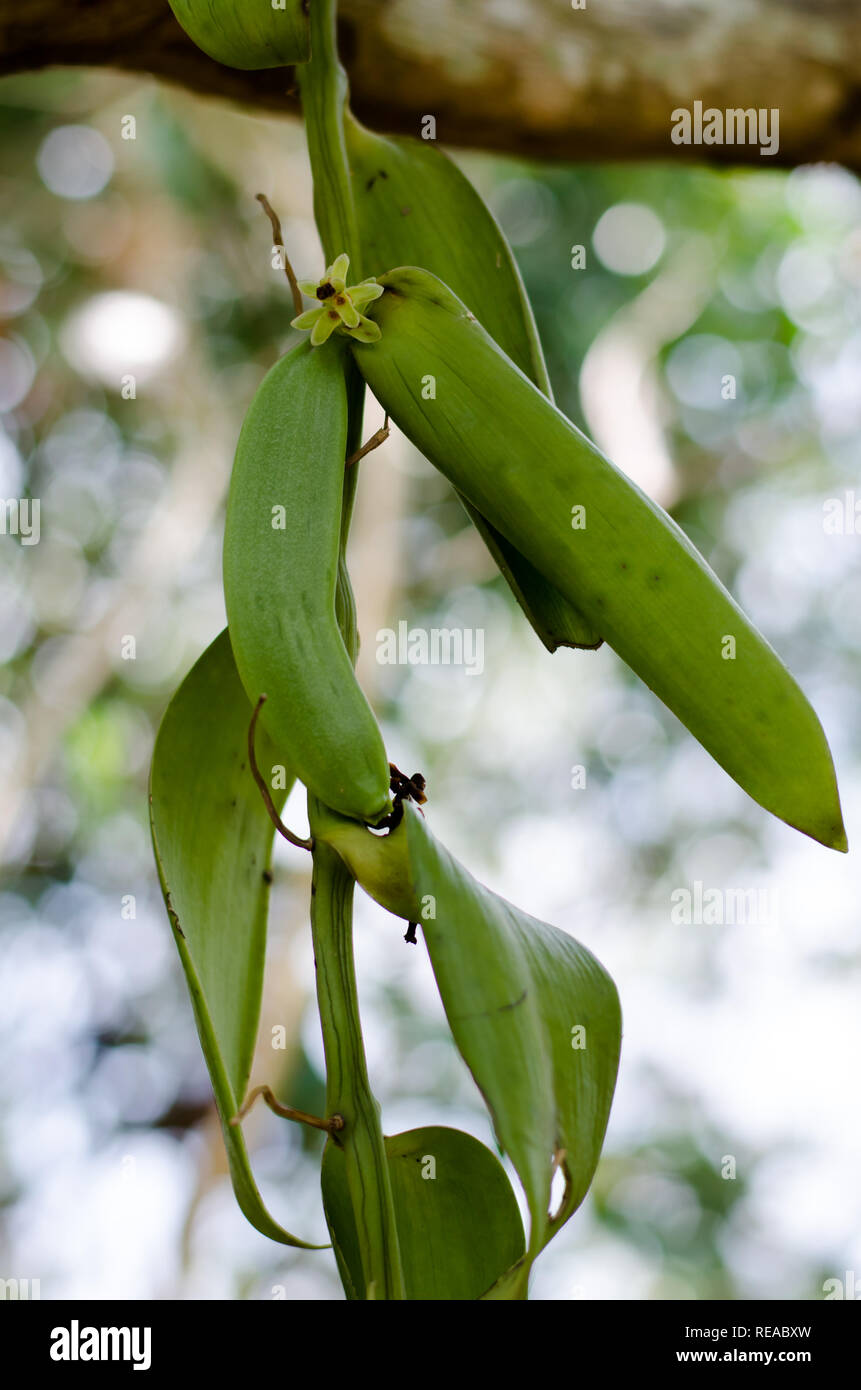 Vanilla orchid seeds Stock Photo