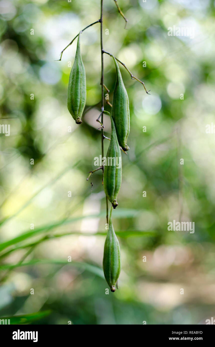 Orchids seeds Stock Photo