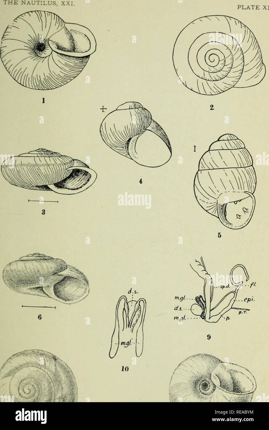 . The Conchologists' exchange. Mollusks. 1 8 NEW AMERICAN MOLLUSKS.. Please note that these images are extracted from scanned page images that may have been digitally enhanced for readability - coloration and appearance of these illustrations may not perfectly resemble the original work.. Averell, William D. Philadelphia, Wm. D. Averell Stock Photo