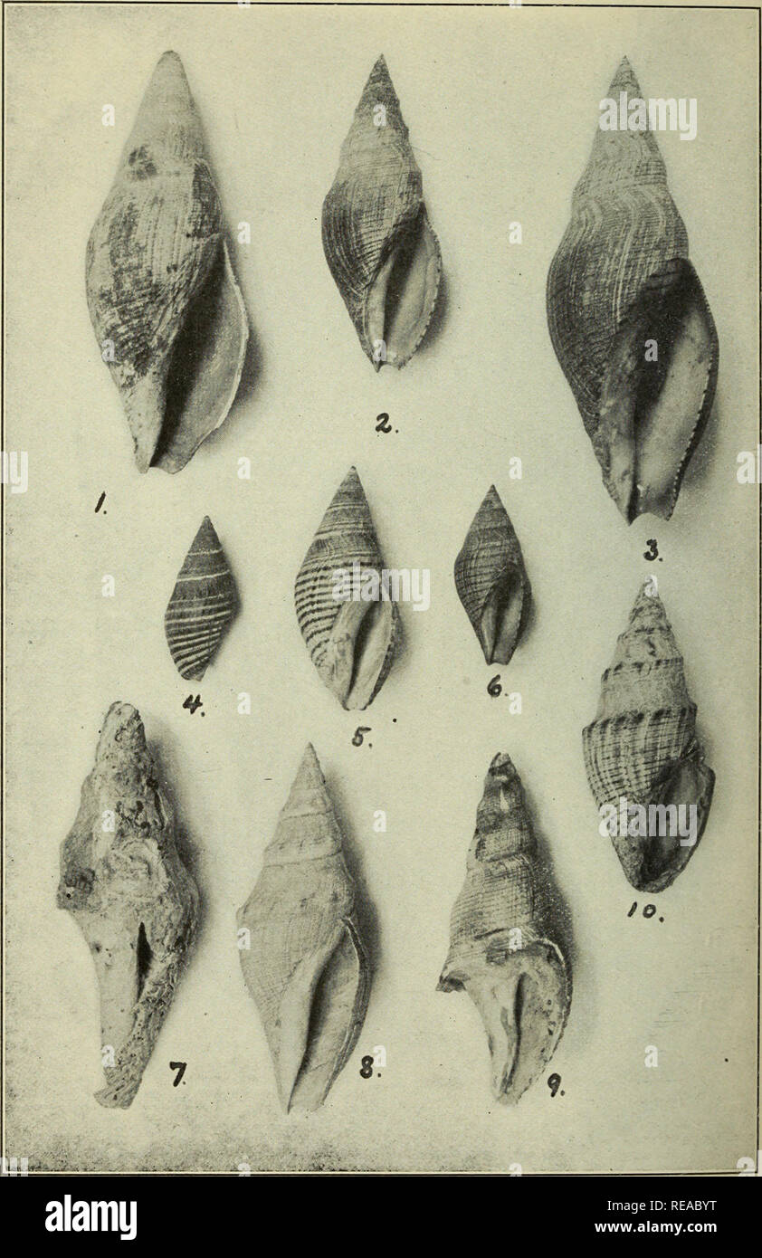 . The Conchologists' exchange. Mollusks. THE NAUTILUS, XX PLATE II. RAYMOND: WEST AMERICAN SPECIES OF GENOTA. Please note that these images are extracted from scanned page images that may have been digitally enhanced for readability - coloration and appearance of these illustrations may not perfectly resemble the original work.. Averell, William D. Philadelphia, Wm. D. Averell Stock Photo