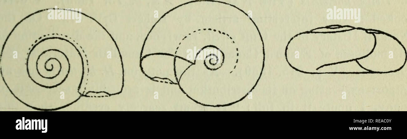 . The Conchologists' exchange. Mollusks. THE NAUTILUS. 129 Periphery carinate, umbilicus narrow carinatut. Periphery obtusely angled, umbilicus wider. . umbilicatut. Spirally striate, periphery carinate tantillus. No spiral striae, periphery rounded tmithii. VITREA LEWISIANA N. SP. BY GEO. H. CLAPP. Shell small, depressed widely, perspectively umbilicate, all whorls showing to the apex, umbilicus contained about five times in the diameter of the shell; yellowish-white, translucent, the inner whorls. Upper figures, Vitrea lewiaiana Clapp. Type, x8. Lower figures, &quot; dalliana ' Simpson' Pils Stock Photo