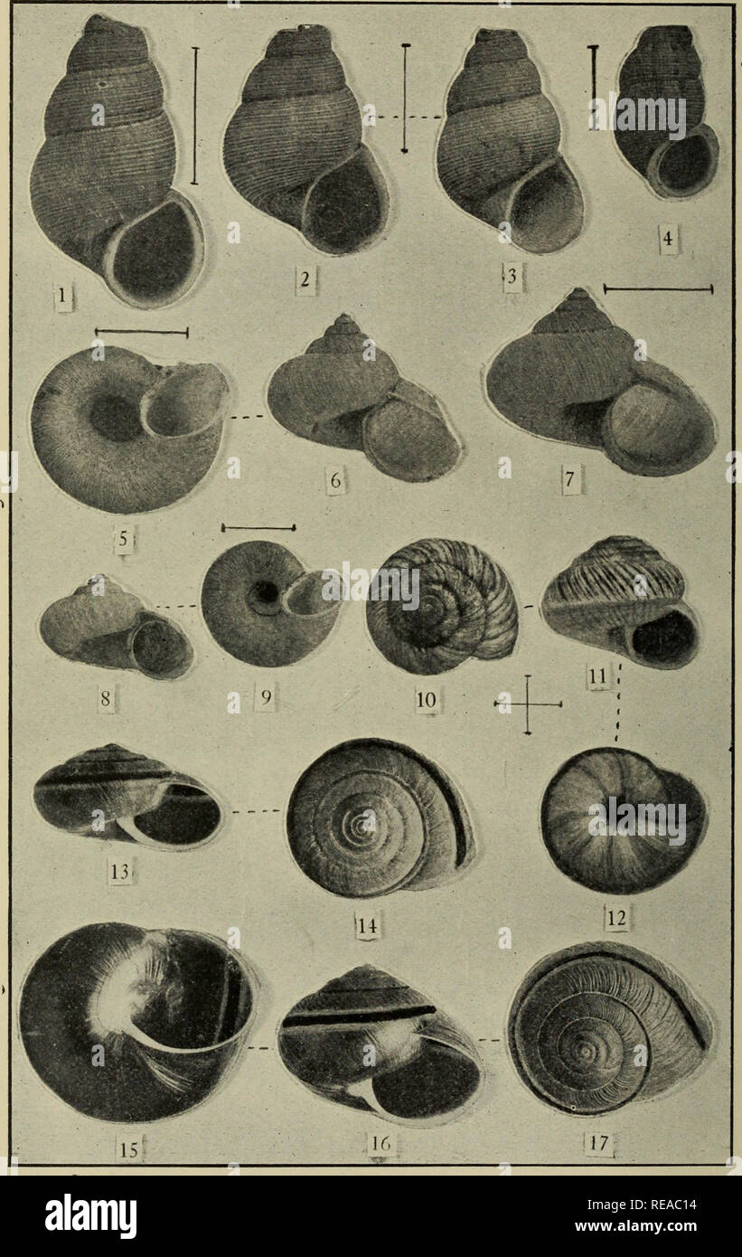. The Conchologists' exchange. Mollusks. THE NAUTILUS. XXVU. PLATE III. CUBAN AND WEST AMERICAN LAND SHELLS.. Please note that these images are extracted from scanned page images that may have been digitally enhanced for readability - coloration and appearance of these illustrations may not perfectly resemble the original work.. Averell, William D. Philadelphia, Wm. D. Averell Stock Photo
