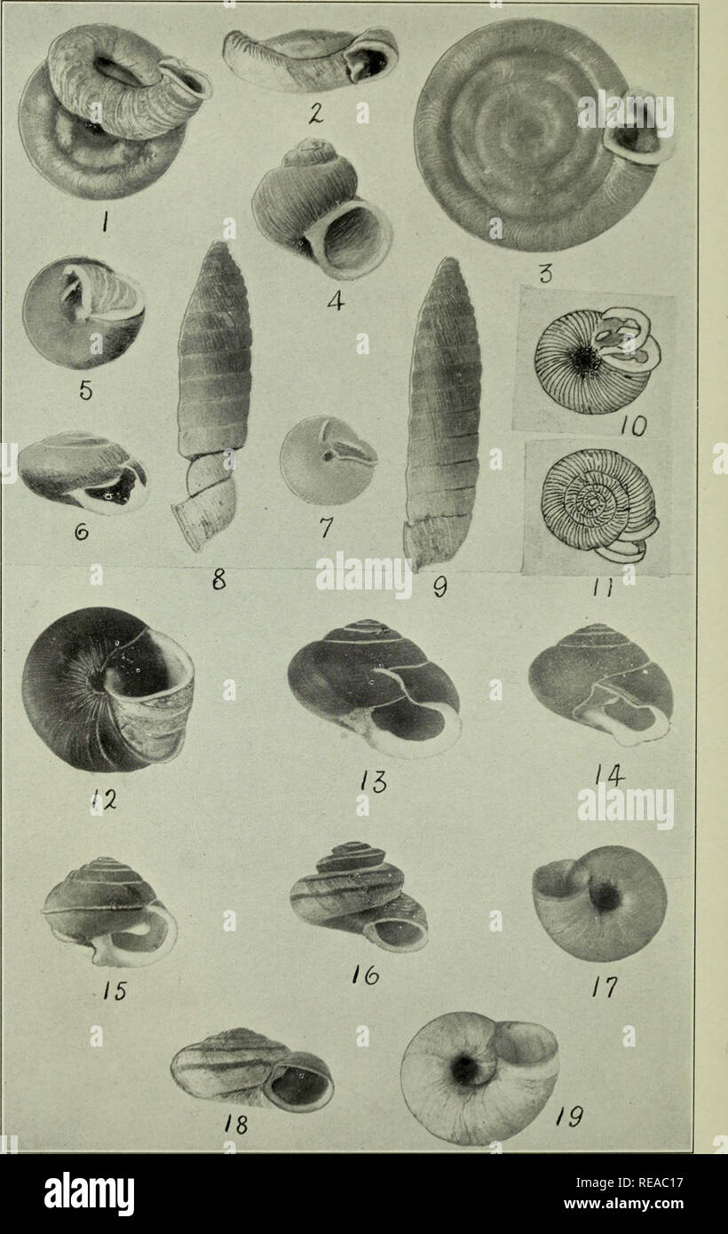 . The Conchologists' exchange. Mollusks. THE NAUTILUS, XXVI. PLATE V. DANIELS: ABNORMAL SHELLS.. Please note that these images are extracted from scanned page images that may have been digitally enhanced for readability - coloration and appearance of these illustrations may not perfectly resemble the original work.. Averell, William D. Philadelphia, Wm. D. Averell Stock Photo