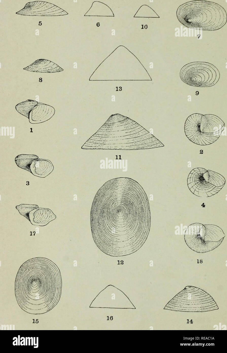 . The Conchologists' exchange. Mollusks. THE NAUTILUS, XXI PLAIE IX.. WALKER- NEW SPECIES OF ANCYLlDyE. Please note that these images are extracted from scanned page images that may have been digitally enhanced for readability - coloration and appearance of these illustrations may not perfectly resemble the original work.. Averell, William D. Philadelphia, Wm. D. Averell Stock Photo