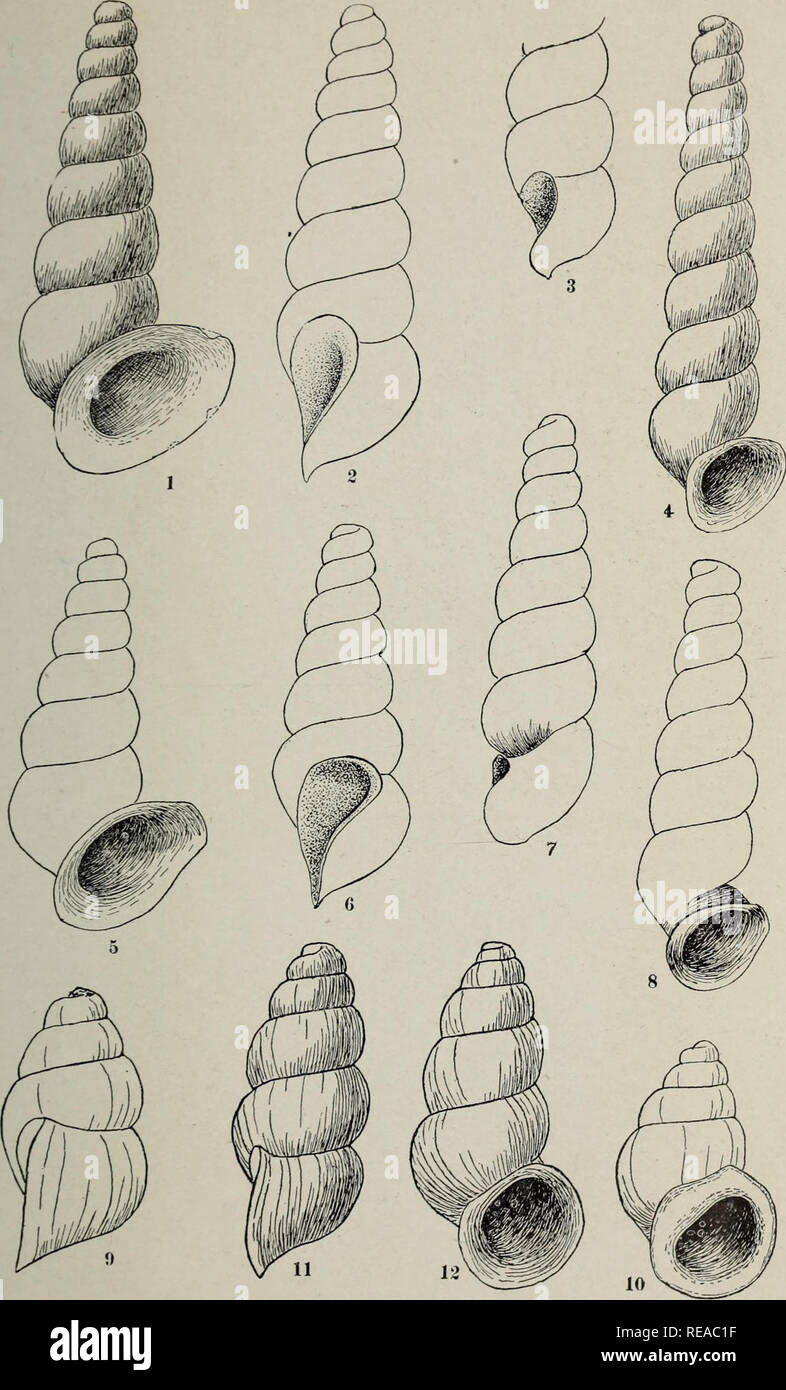 . The Conchologists' exchange. Mollusks. THE NAUIILUS, XXIIl PLATE V. EMMERICIA AND PTERIDES.. Please note that these images are extracted from scanned page images that may have been digitally enhanced for readability - coloration and appearance of these illustrations may not perfectly resemble the original work.. Averell, William D. Philadelphia, Wm. D. Averell Stock Photo