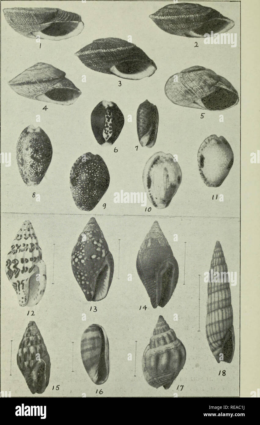 . The Conchologists' exchange. Mollusks. THE NAUTILUS, XXVI. PLATE IV. SMITH: MOLLUSCA OF THE SIERRA ELVIRA. MOLLUSCA OF ADEN.. Please note that these images are extracted from scanned page images that may have been digitally enhanced for readability - coloration and appearance of these illustrations may not perfectly resemble the original work.. Averell, William D. Philadelphia, Wm. D. Averell Stock Photo