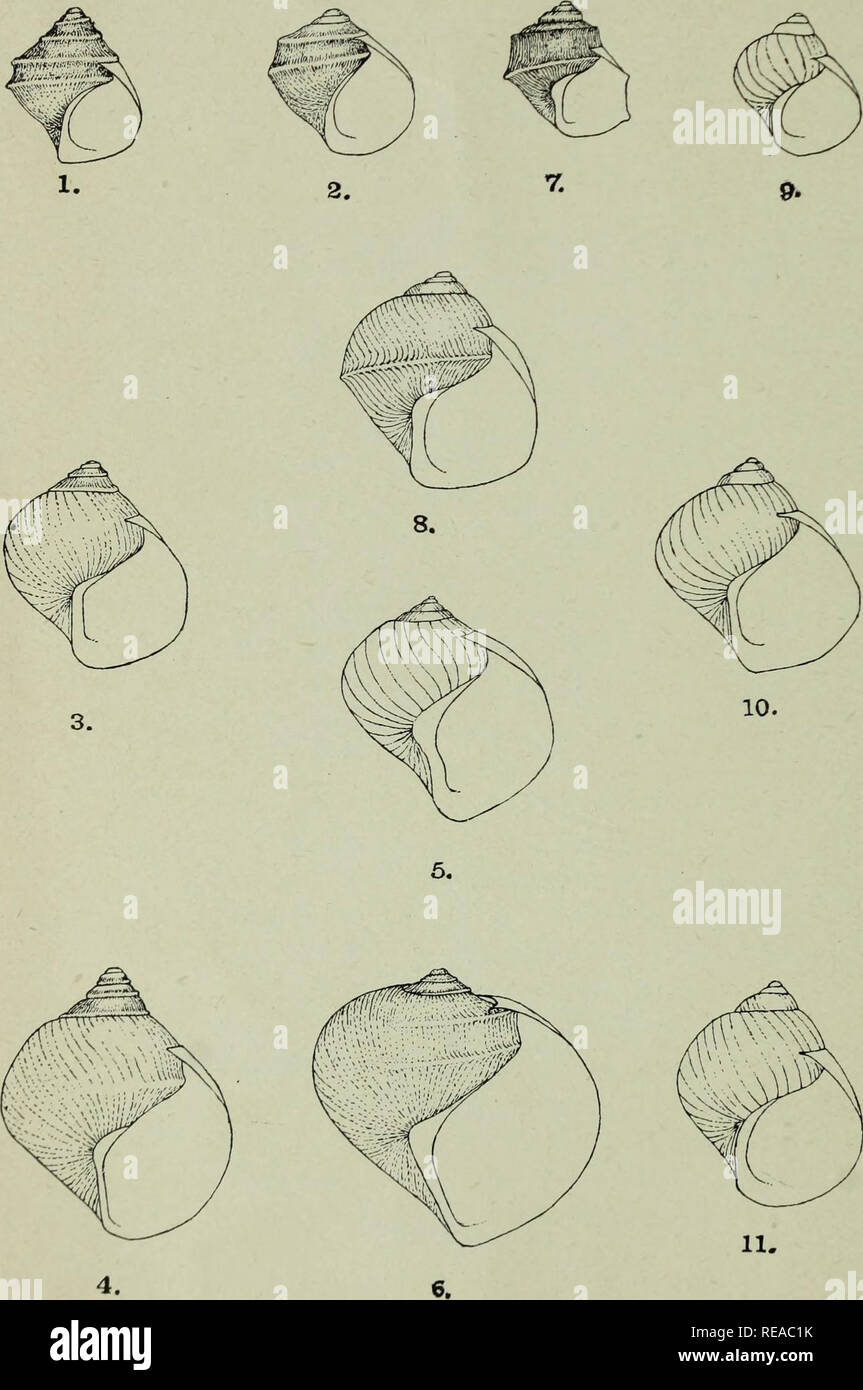 . The Conchologists' exchange. Mollusks. THE NAUTILUS PLATE X.. WALKER- YOUNG STAGES OF ANCULOSA.. Please note that these images are extracted from scanned page images that may have been digitally enhanced for readability - coloration and appearance of these illustrations may not perfectly resemble the original work.. Averell, William D. Philadelphia, Wm. D. Averell Stock Photo
