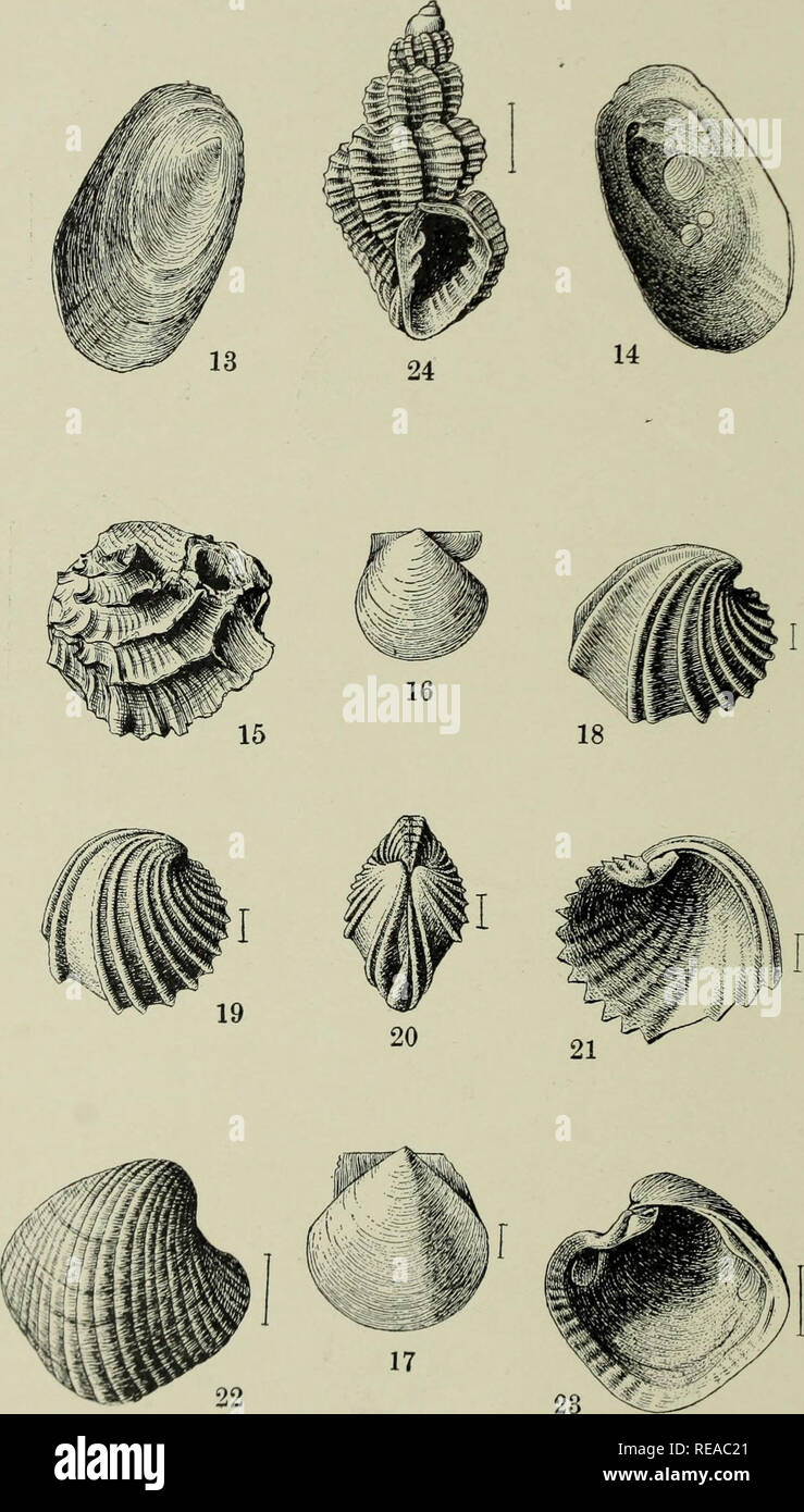 . The Conchologists' exchange. Mollusks. THE NAUTILUS, XVI PLATE IV. ALDRICH: EOCENE MOLLUSCA.. Please note that these images are extracted from scanned page images that may have been digitally enhanced for readability - coloration and appearance of these illustrations may not perfectly resemble the original work.. Averell, William D. Philadelphia, Wm. D. Averell Stock Photo