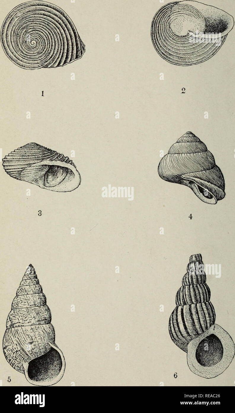 . The Conchologists' exchange. Mollusks. THE NAUTILUS, XXlIi PLATE IV. NEW CUBAN LAND SHELLS.. Please note that these images are extracted from scanned page images that may have been digitally enhanced for readability - coloration and appearance of these illustrations may not perfectly resemble the original work.. Averell, William D. Philadelphia, Wm. D. Averell Stock Photo