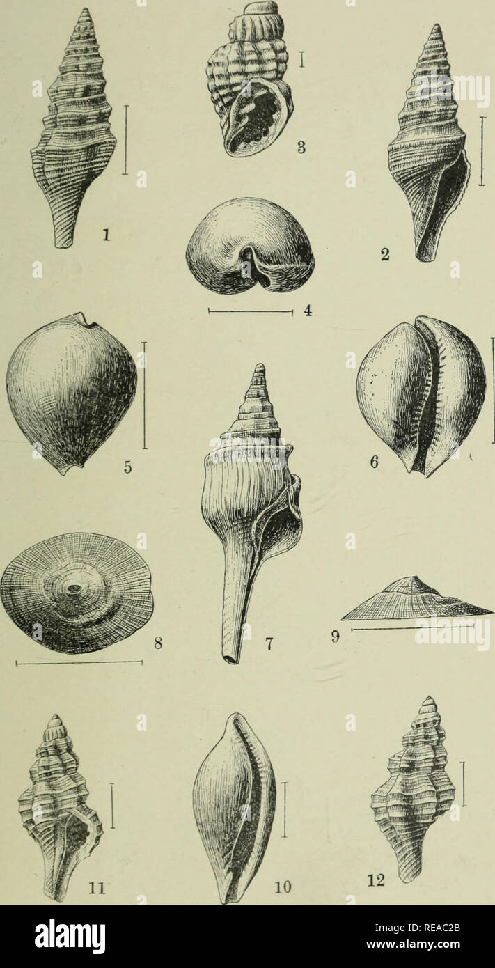 . The Conchologists' exchange. Mollusks. THE NAUTILUS, XVI. PLATE III.. ALDRICH: EOCENE MOLLUSCA.. Please note that these images are extracted from scanned page images that may have been digitally enhanced for readability - coloration and appearance of these illustrations may not perfectly resemble the original work.. Averell, William D. Philadelphia, Wm. D. Averell Stock Photo