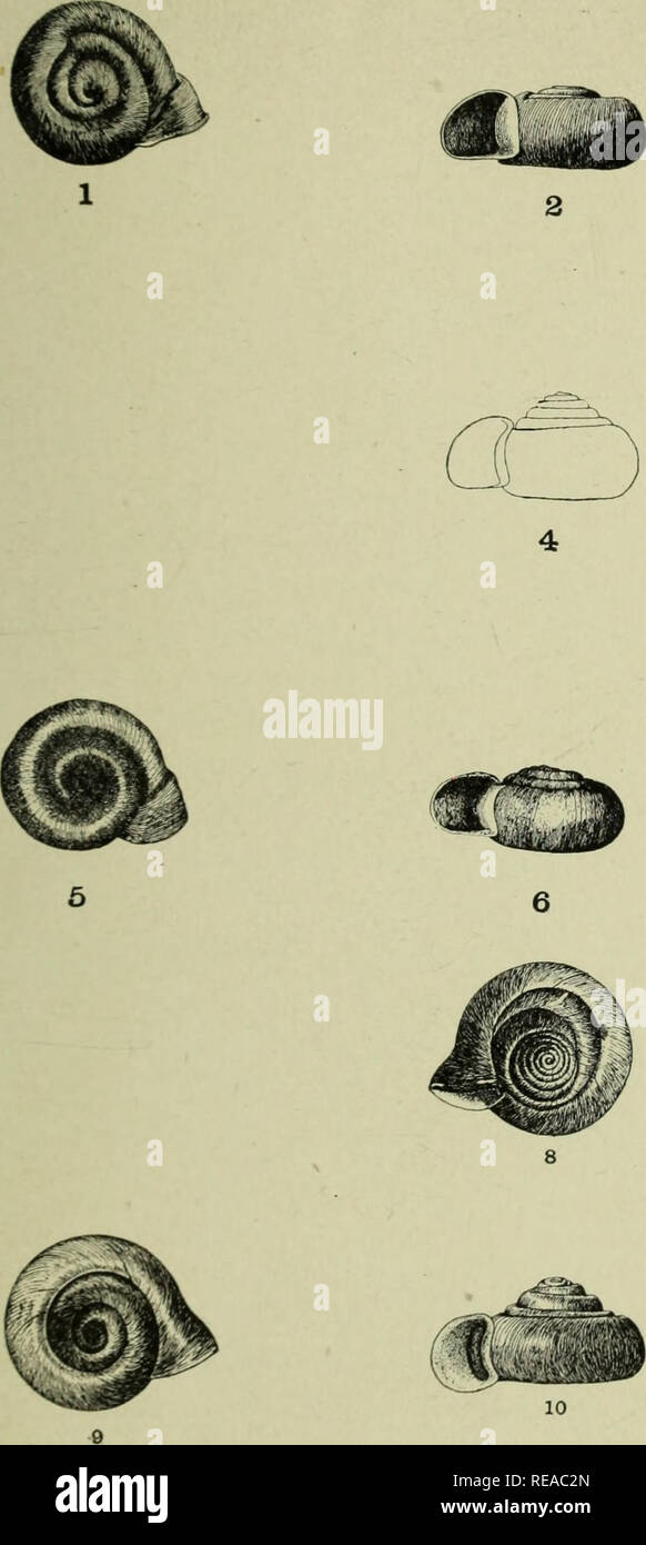 . The Conchologists' exchange. Mollusks. THE NAUTILUS XXI. WALKER: PLANORBIS MULTIVOLVIS.. Please note that these images are extracted from scanned page images that may have been digitally enhanced for readability - coloration and appearance of these illustrations may not perfectly resemble the original work.. Averell, William D. Philadelphia, Wm. D. Averell Stock Photo