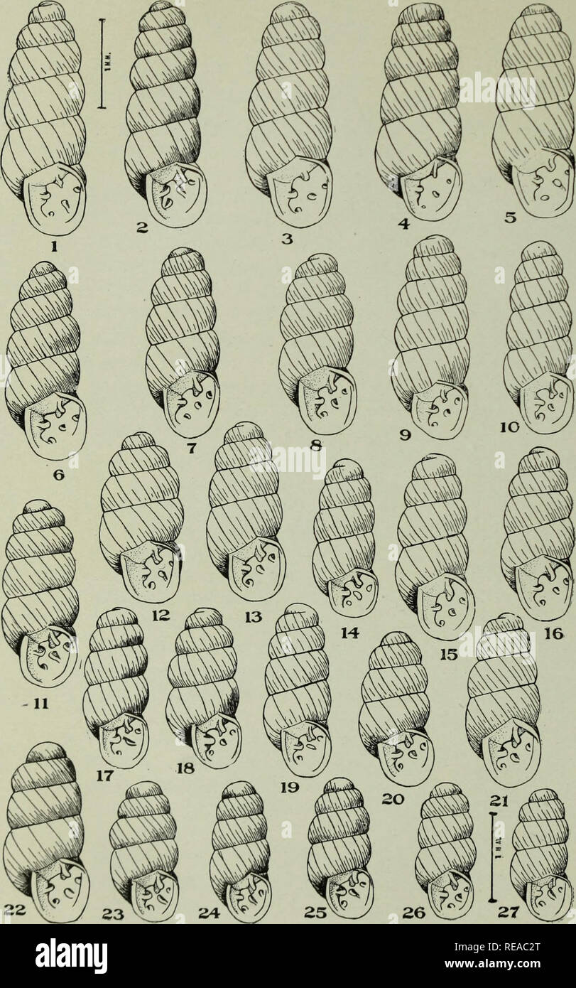 . The Conchologists' exchange. Mollusks. THE NAUTILUS, XXVI. PLATE M. VANATTA: VARIATION OF F3IFIDA.RIA PELLUCIDA HORDEACELLA.. Please note that these images are extracted from scanned page images that may have been digitally enhanced for readability - coloration and appearance of these illustrations may not perfectly resemble the original work.. Averell, William D. Philadelphia, Wm. D. Averell Stock Photo
