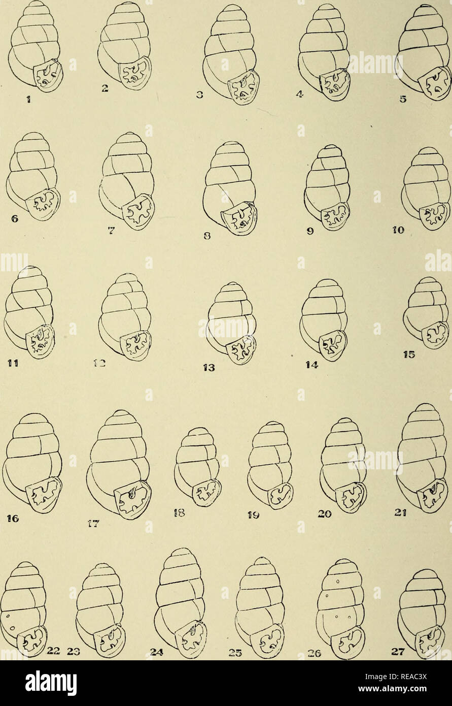 . The Conchologists' exchange. Mollusks. â I'lU-; NAUTILUS, XIX. PLA'I E VI. Bifldaria pentodon. J-t, 8. Buckfleld, Me.; 5. Woodland, Me.; (i. Fairfield, Me.: 7. West- brook, Me.; ;&gt;. Alachua Co., Fla.; ](Â». Volusia Co, Fla ; 11. San Marcos, Tex.; 12. Comal Co., Tex.; 1:5, li;, 17. Wetuinpka, Ala.: 14, 15,2(1. .Near Valley Head, Ala.; 18, 19. Woodville, Ala.; '21-27. Wetnrnpka, Ala.. Please note that these images are extracted from scanned page images that may have been digitally enhanced for readability - coloration and appearance of these illustrations may not perfectly resemble the orig Stock Photo