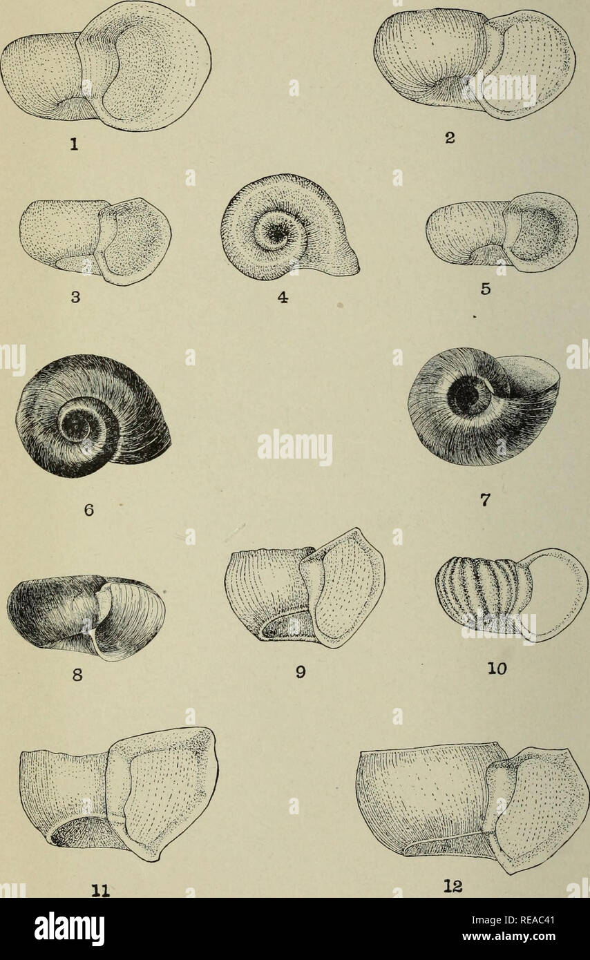 . The Conchologists' exchange. Mollusks. THE NAUTILUS, XXIII PLATE I. PLANORBIS BICARINATUS AND ITS SUBSPECIES.. Please note that these images are extracted from scanned page images that may have been digitally enhanced for readability - coloration and appearance of these illustrations may not perfectly resemble the original work.. Averell, William D. Philadelphia, Wm. D. Averell Stock Photo