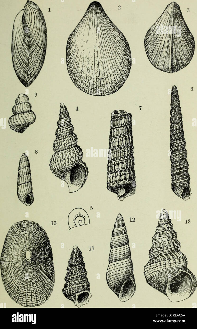 . The Conchologists' exchange. Mollusks. THE NAUTILUS XXI PLATE L. ALDRICH . NEW EOCENE FOSSILS.. Please note that these images are extracted from scanned page images that may have been digitally enhanced for readability - coloration and appearance of these illustrations may not perfectly resemble the original work.. Averell, William D. Philadelphia, Wm. D. Averell Stock Photo