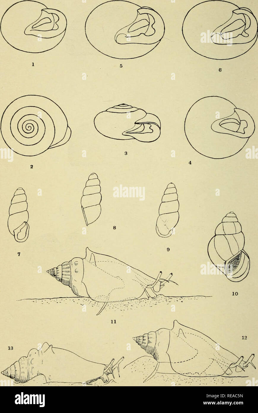 . The Conchologists' exchange. Mollusks. THE NAUTILUS, XIX. PLATE III.. CLAPP: NEW ALABAMA MOLLUSKS. COLTON: STROM BUS PUGILIS.. Please note that these images are extracted from scanned page images that may have been digitally enhanced for readability - coloration and appearance of these illustrations may not perfectly resemble the original work.. Averell, William D. Philadelphia, Wm. D. Averell Stock Photo