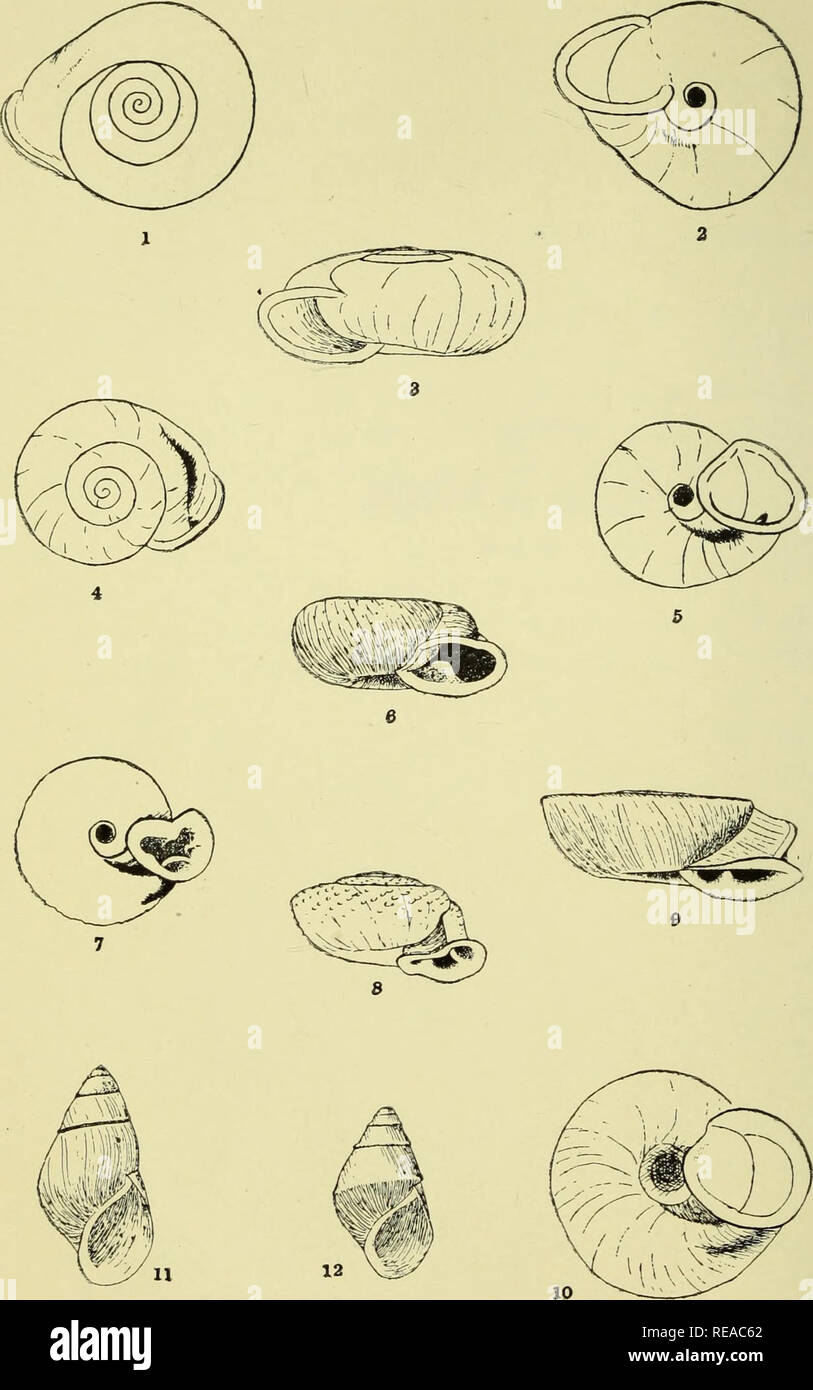 . The Conchologists' exchange. Mollusks. THE NAUTILUS, XIX. PLATE II.. STEGODERA, MOELLENDORFFIA AND GONIOBASIS.. Please note that these images are extracted from scanned page images that may have been digitally enhanced for readability - coloration and appearance of these illustrations may not perfectly resemble the original work.. Averell, William D. Philadelphia, Wm. D. Averell Stock Photo