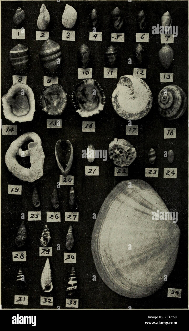 . The Conchologists' exchange. Mollusks. THE NAUTILUS, XVII. PLATE IV.. DAVIS: BERMUDA SHELLS,. Please note that these images are extracted from scanned page images that may have been digitally enhanced for readability - coloration and appearance of these illustrations may not perfectly resemble the original work.. Averell, William D. Philadelphia, Wm. D. Averell Stock Photo