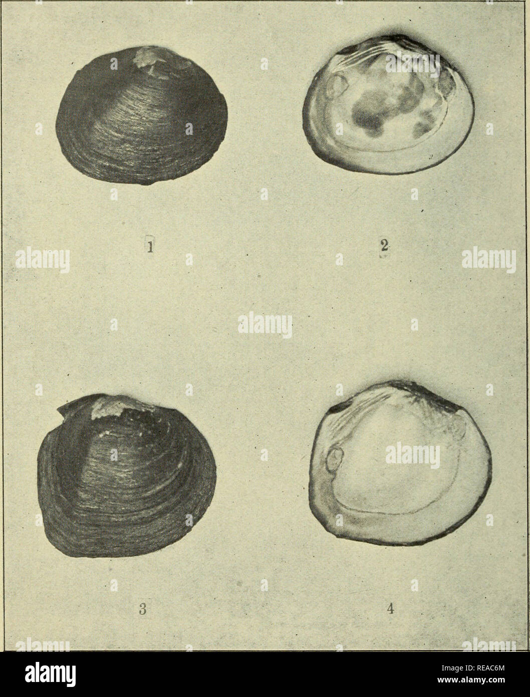 . The Conchologists' exchange. Mollusks. THE NAUTILUS, XIX. PLATE I.. FRIERSON NEW UNIONID^.. Please note that these images are extracted from scanned page images that may have been digitally enhanced for readability - coloration and appearance of these illustrations may not perfectly resemble the original work.. Averell, William D. Philadelphia, Wm. D. Averell Stock Photo