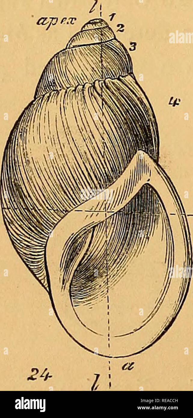 A conchological manual. Shells. 20 INTRODUCTION. the shell is to be  measured for length, a indicates the ante- rior, p the posterior. The line  d (fig. 23), from the apex to
