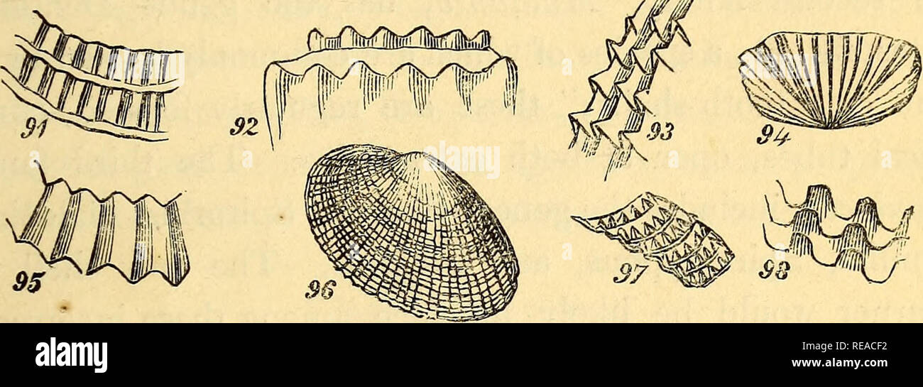. A conchological manual. Shells. INTRODUCTION. 43 rendered uneven by raised knobs, it is said to be tuberxulated ; and if rendered rough and prickly by sharp points it is muri- cated, as in the cut, fig. 97. The term reticulated is applied to fine raised lines, crossing each other, and resembling fine net-work.. External surface. Fig. 91, cancellated; 92, coronated; 93, imbricated; 94, pectinated; 95, plicated; 96, decussated; 97, muricated; 98, foliated. By the foregoing general observations and explanations, it is trusted that the reader will be prepared for the following exposition of the  Stock Photo