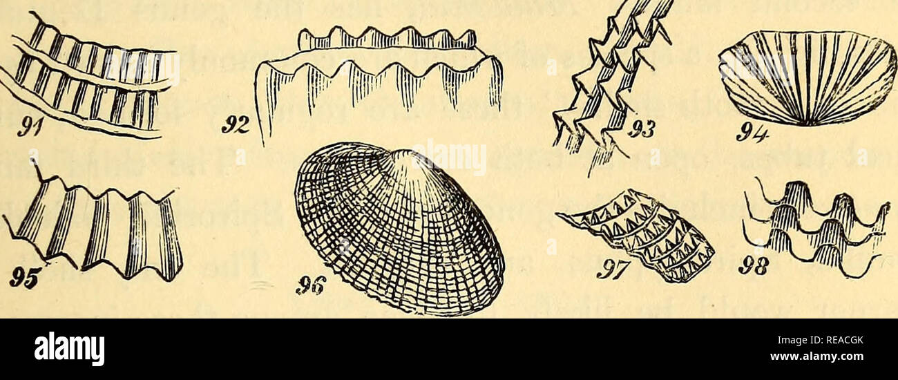 . A conchological manual. Shells. INTRODUCTION. 43 rendered uneven by raised knobs, it is said to be tuberculated ; and if rendered rough and prickly by sharp points it is muri- cated, as in the cut, fig. 97. The term reticulated is applied to fine raised lines, crossing each other, and resembling fine net-work.. External surface. Fig. 91, cancellated; 92, coronated; 93, imbricated; 94, pectinated; 95, plicated; 96, decussated; 97, muricated; 98, foliated. By the foregoing general observations and explanations, it is trusted that the reader will be prepared for the following exposition of the  Stock Photo