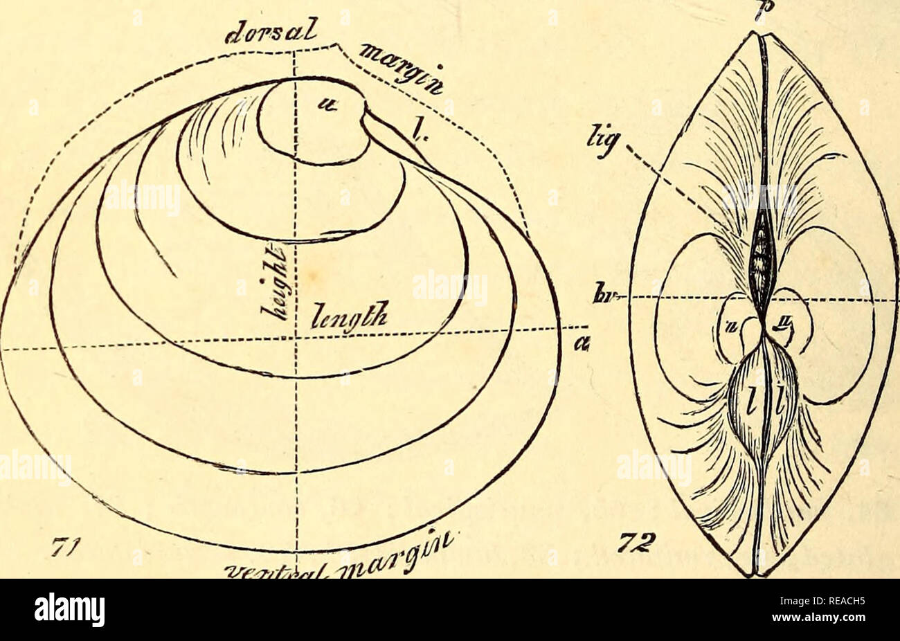 . A conchological manual. Shells. 32 INTRODUCTION. in the first ...
