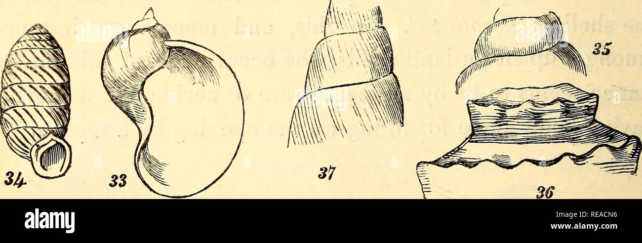 . A conchological manual. Shells. 22 INTRODUCTION. papillary apex is one which is swelled at the extremity into a little rounded nob, or nipple; and a mammellated apex is one which is rounded out more fully into the shape of a teat. Whorls. The spire is described as consisting of numerous or few whorls, and sometimes the number of them is particularly stated. A whorl consists of one turn of the spiral cone. The whorls are described as flattened, when the sides are not bulged out so as to cause the outline of the spire to deviate considerably from straightness: when the contrary is the case, th Stock Photo