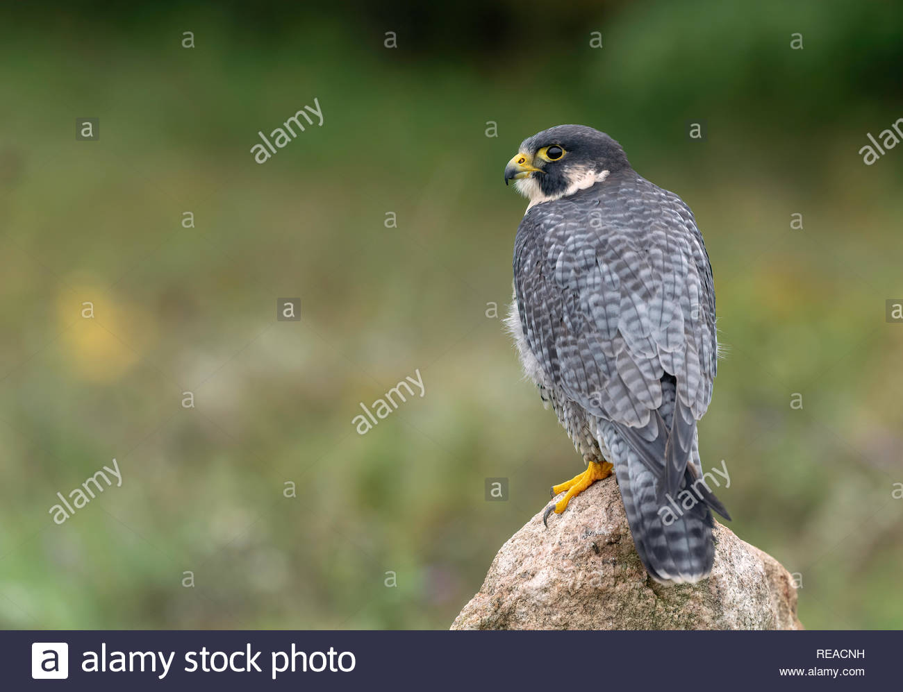 Peregrine Portrait Close Up Stock Photos Peregrine