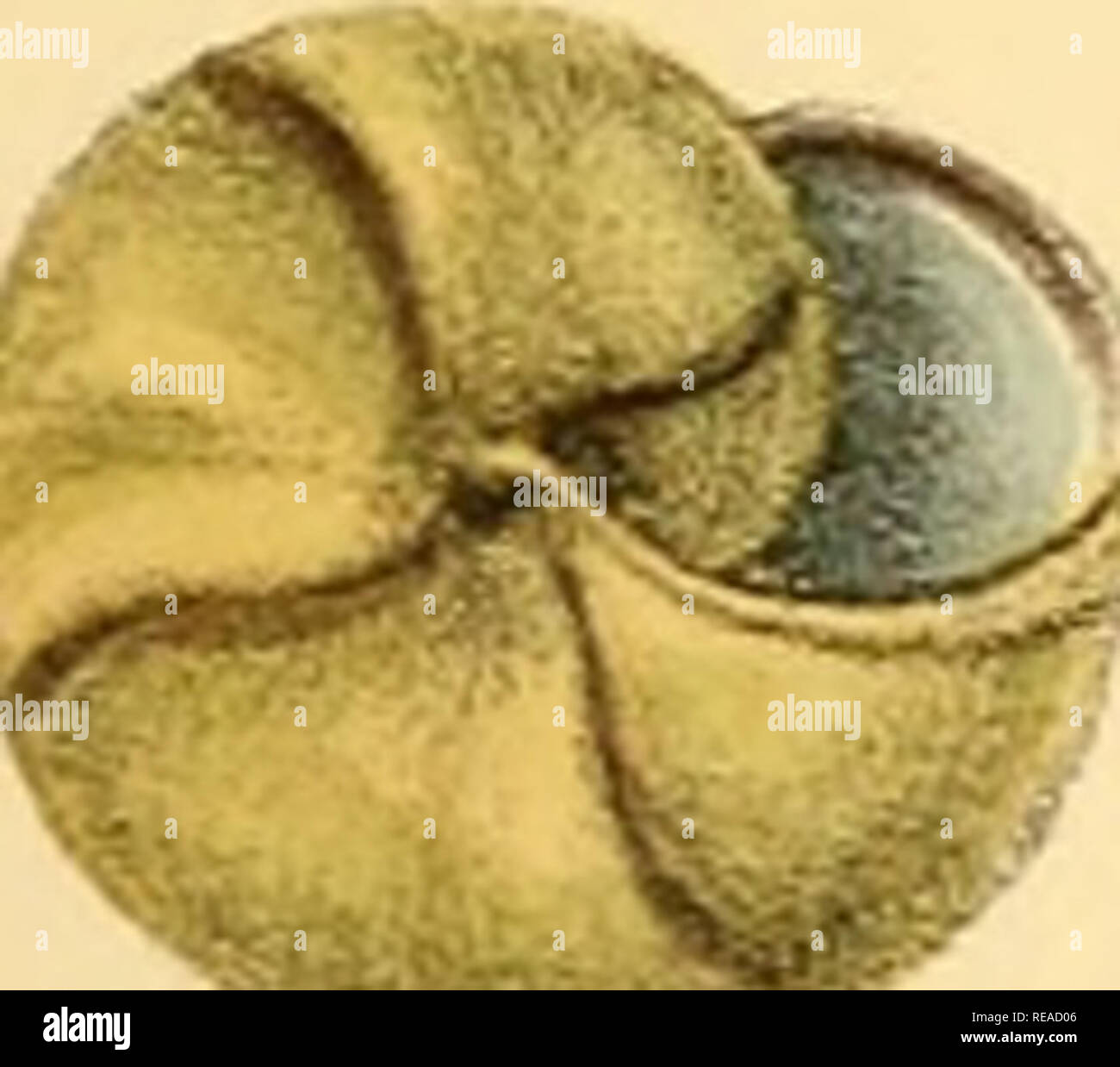 Sylvanus Shell Charles thorp hi-res stock photography and images - Alamy