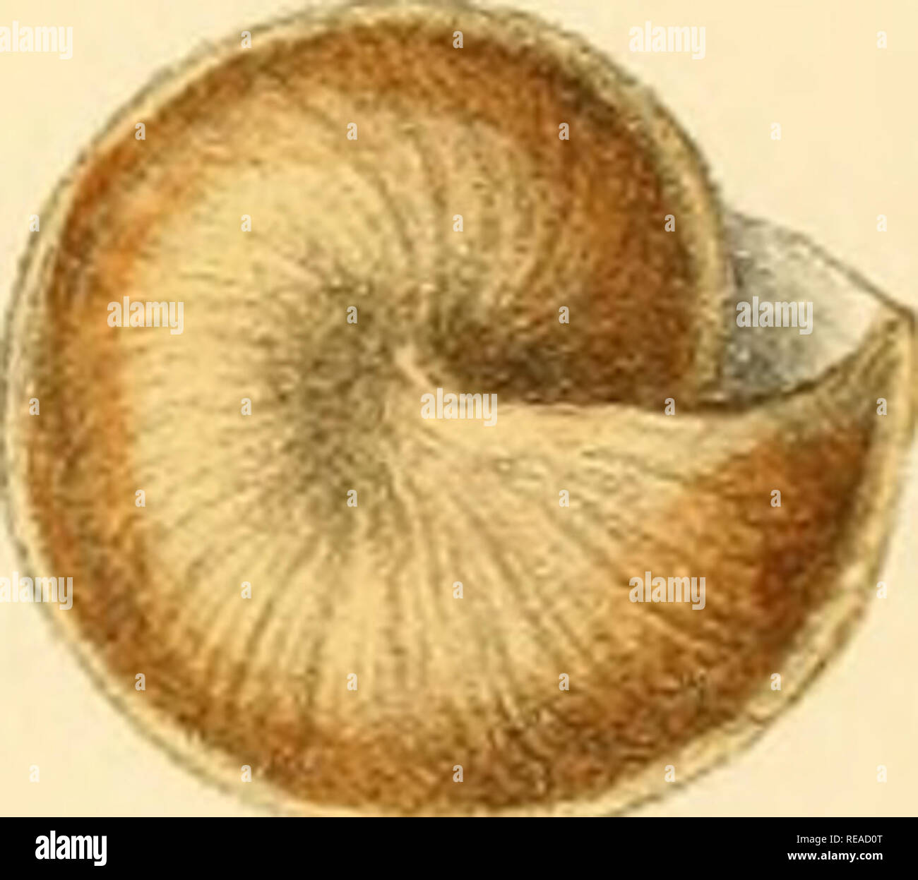 Sylvanus Shell Fe hanley hi-res stock photography and images - Alamy