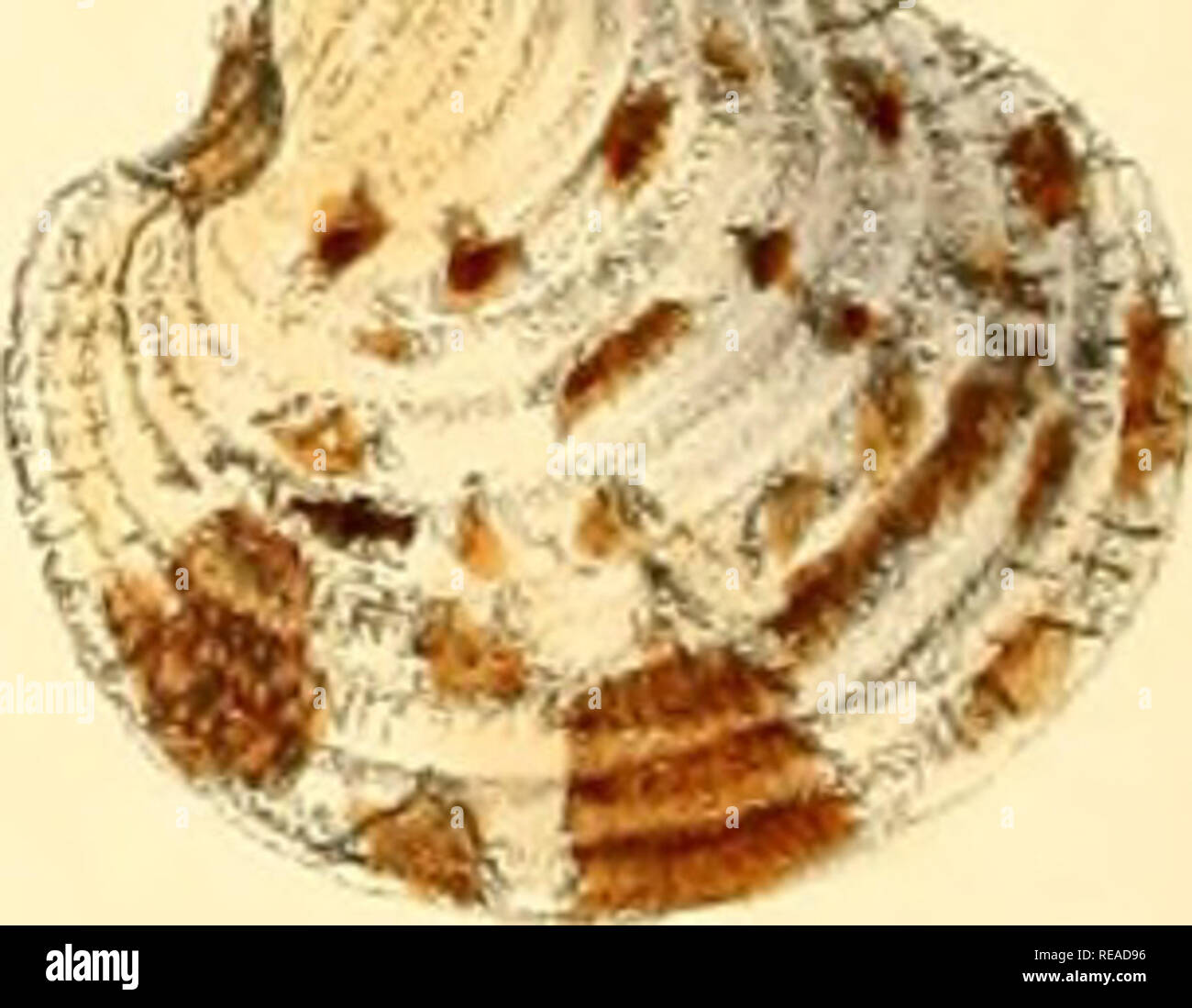 . Conchologia iconica, or, Illustrations of the shells of molluscous ...