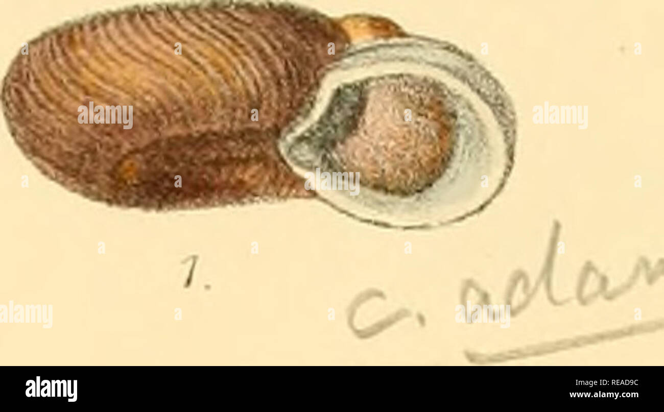 Sylvanus Shell Charles thorp hi-res stock photography and images - Alamy