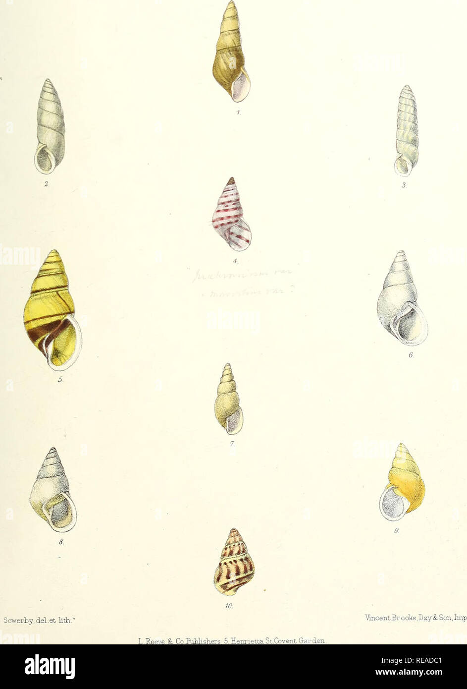 Sylvanus Shell . Conchologia indica: illustrations of the land and freshwater shells ...