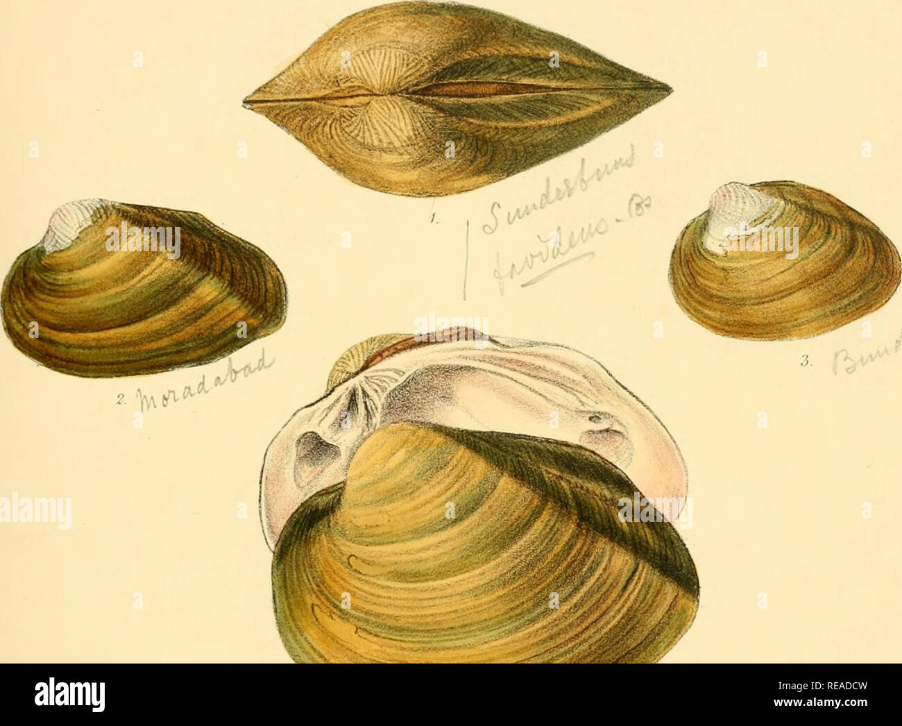 Sylvanus Shell Charles thorp hi-res stock photography and images - Alamy