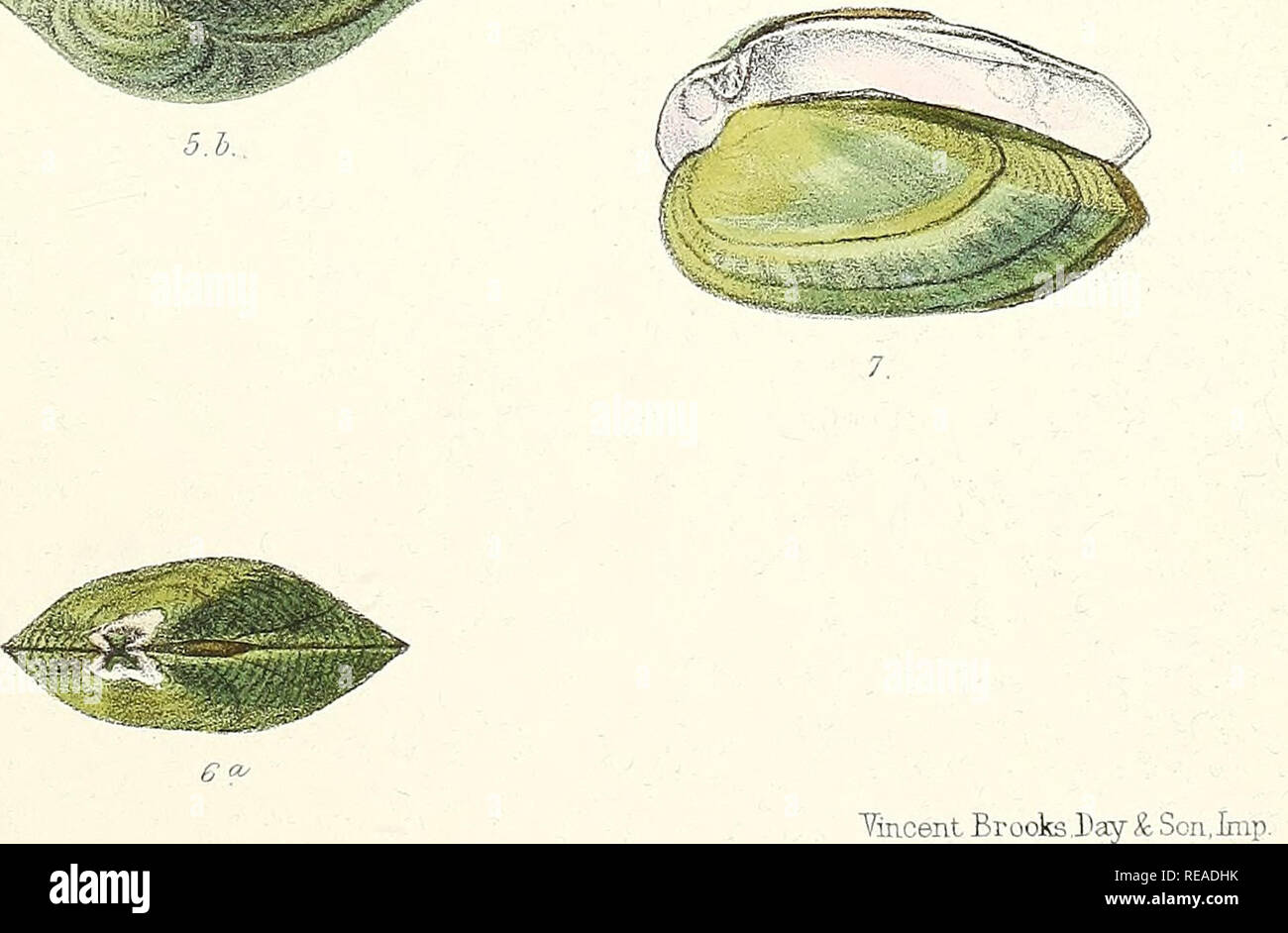 Sylvanus Shell . Conchologia indica: illustrations of the land and freshwater shells ...
