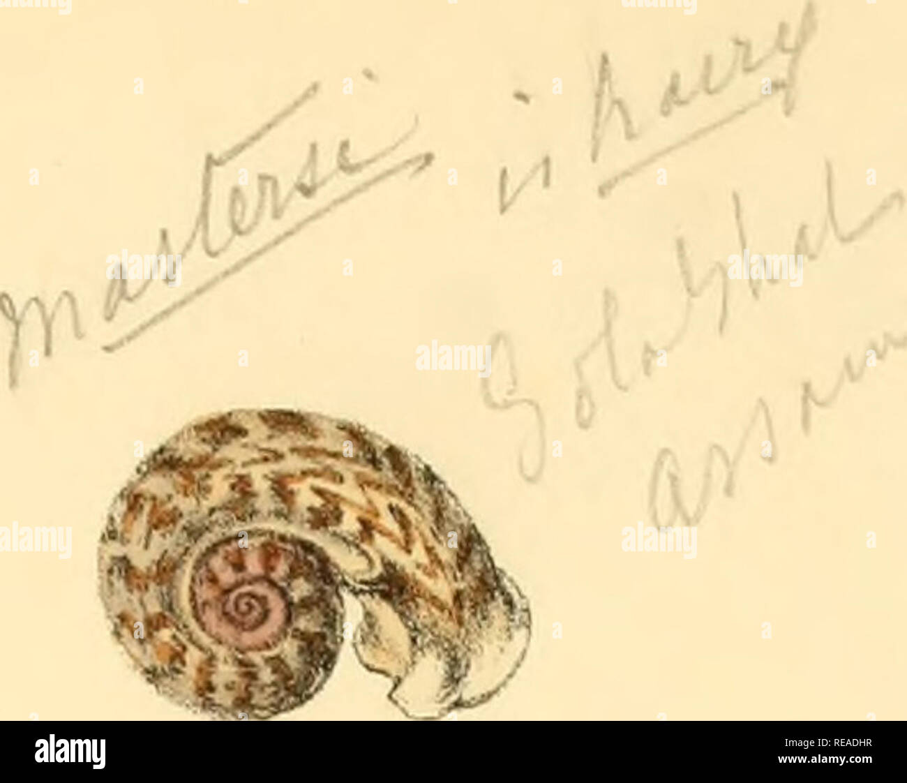 Sylvanus Shell Charles thorp hi-res stock photography and images - Alamy